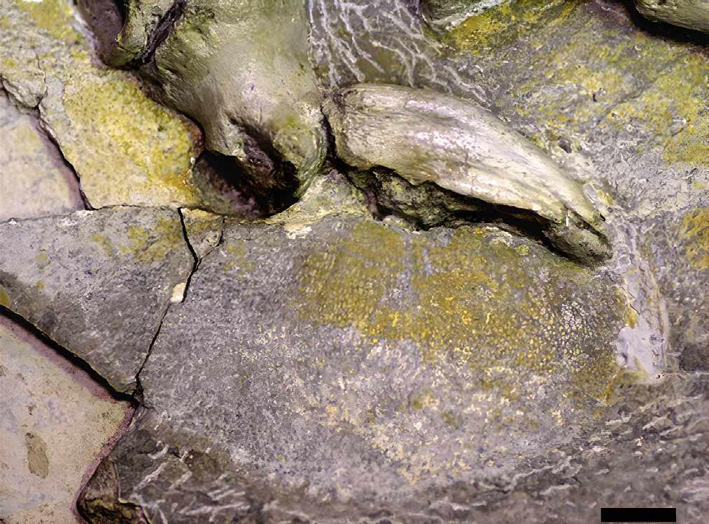 Podotheca of the theropod Podotheca of the theropod