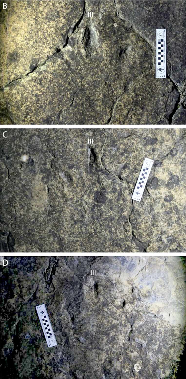 Running theropod trackways