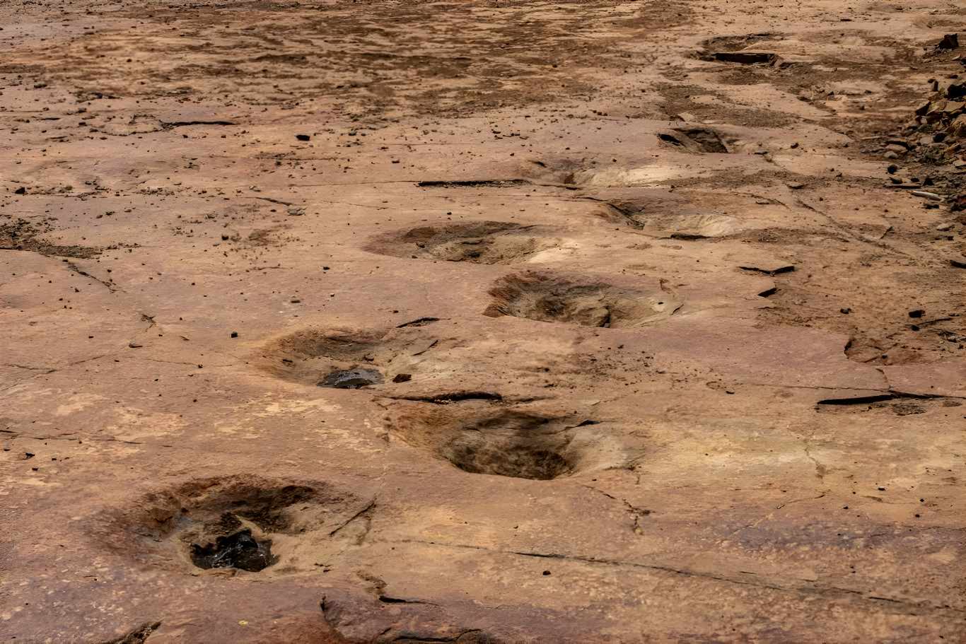 Sauropod tracks