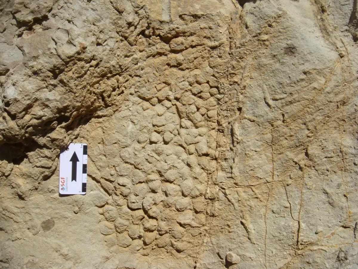 Dinosaur Skin Impression Dinosaur Skin Impression