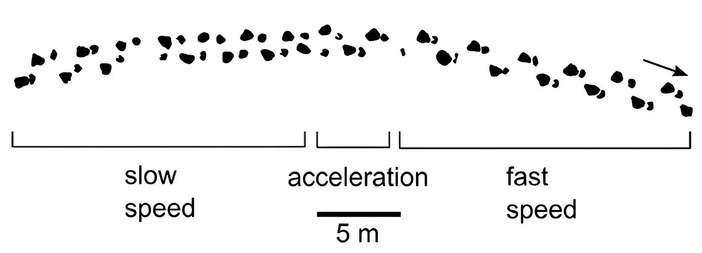 The footprints show an increase in the speed of dinosaurus movement