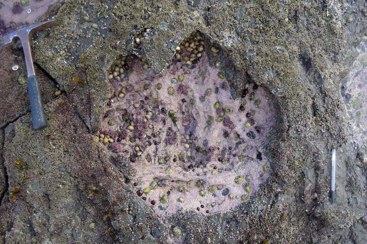 Stegosaur track