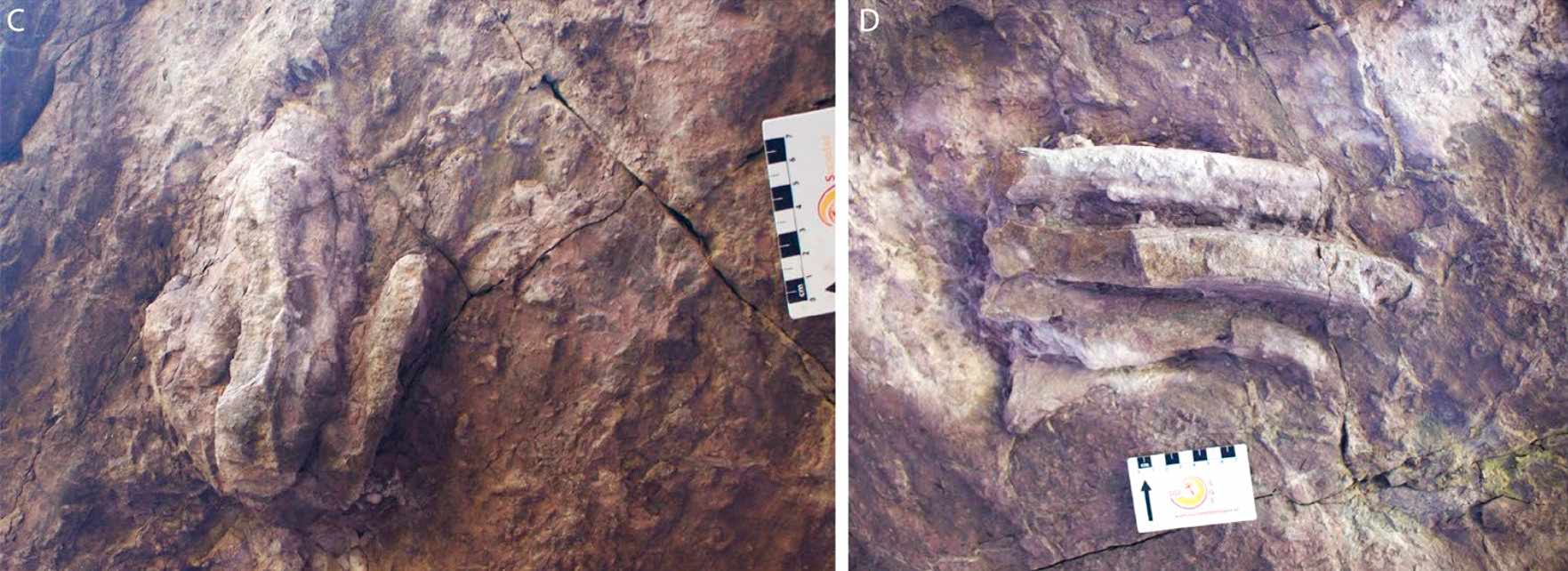 Dinosaur swimming tracks