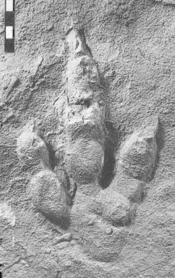 Theropod footprint