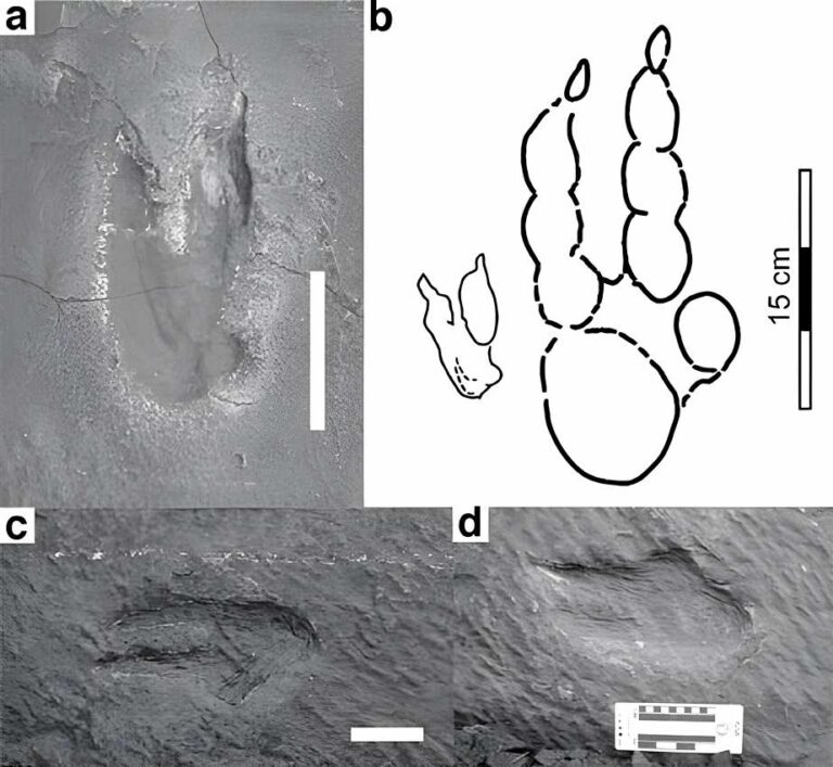 Eubrontus Dinosaur Tracks - Dinoera