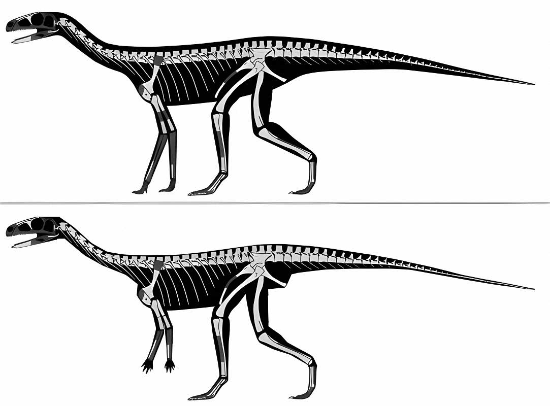 Bipedal and quadrupedal locomotion