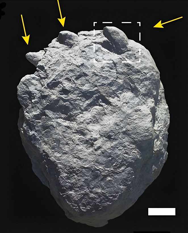 Sauropods' claw traces