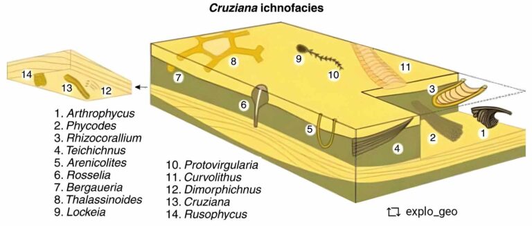 Ichnofacies: Unveiling Ancient Ecosystems - Dinoera