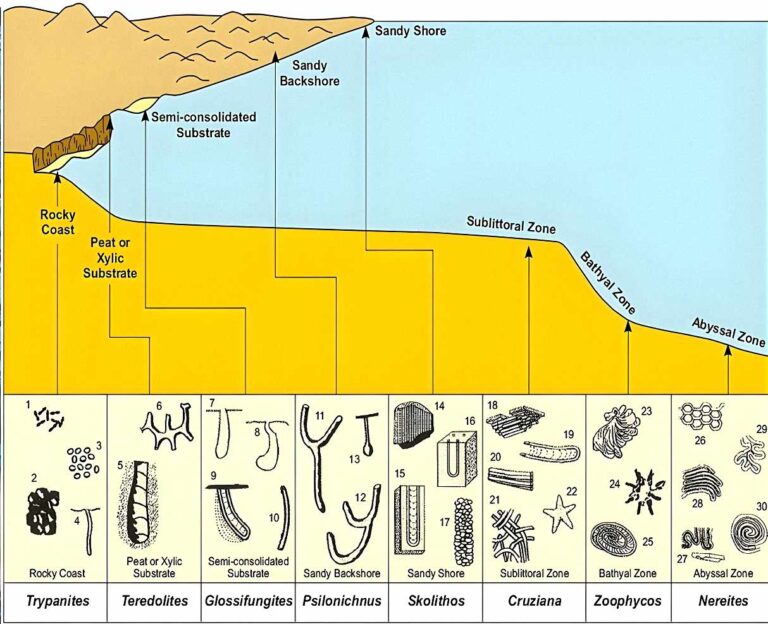 Ichnofacies: Unveiling Ancient Ecosystems - Dinoera