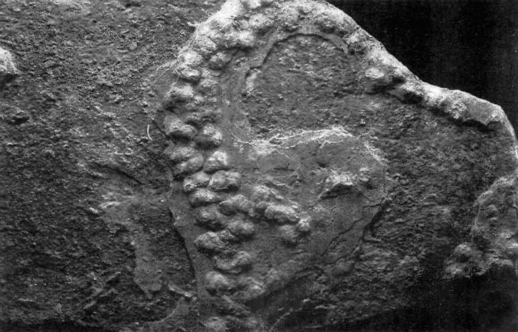 Trace Fossil Classification - Dinoera