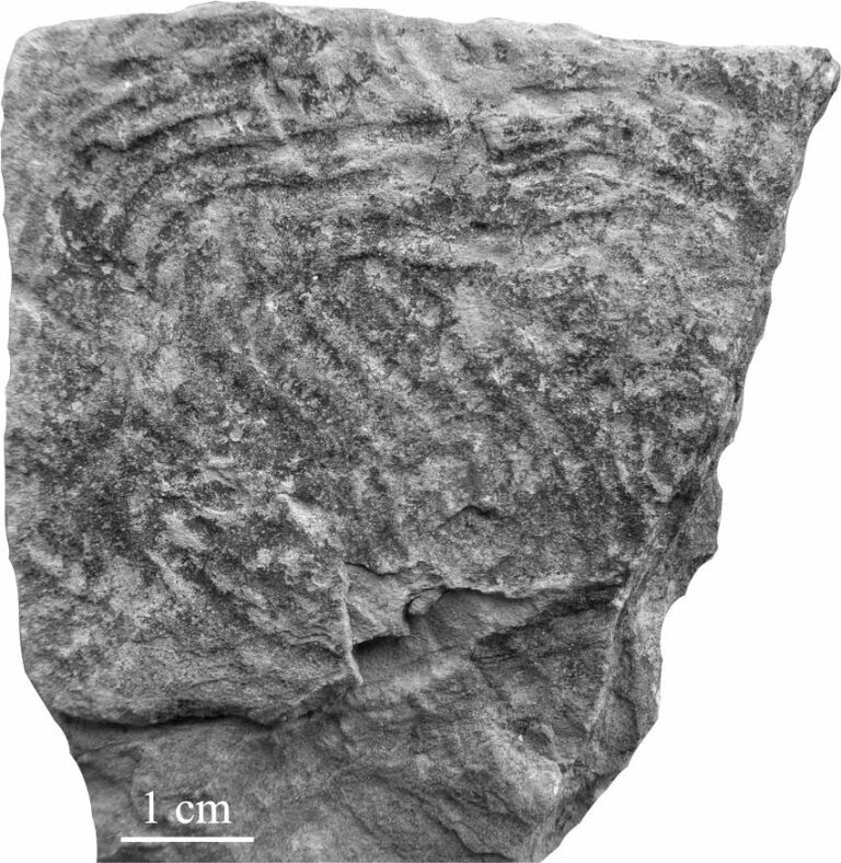 Trace Fossil Classification - Dinoera