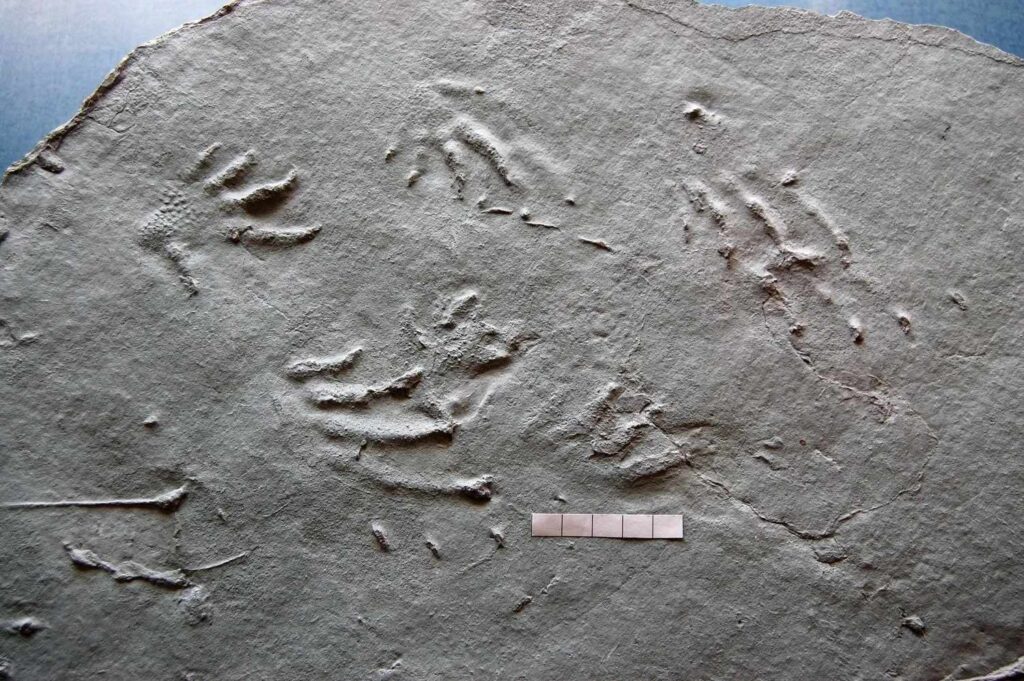 Trace Fossil Classification - Dinoera