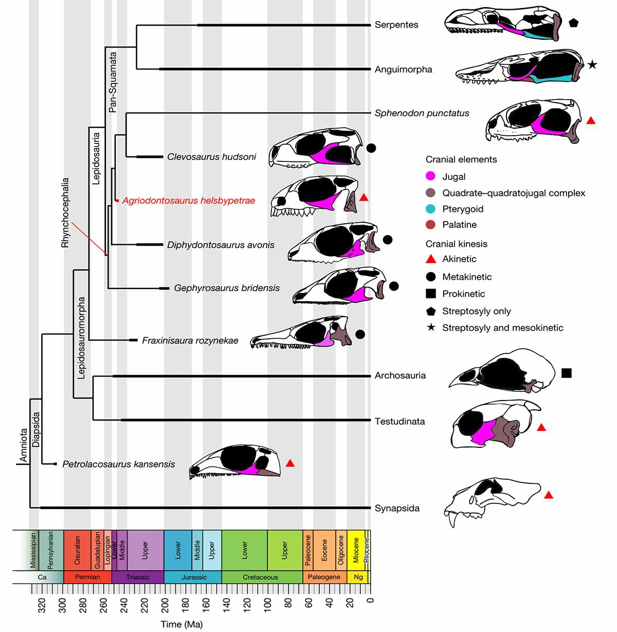 Phylogenetic tree of Agriodontosaurus oldest lepidosaur Phylogenetic tree of Agriodontosaurus oldest lepidosaur