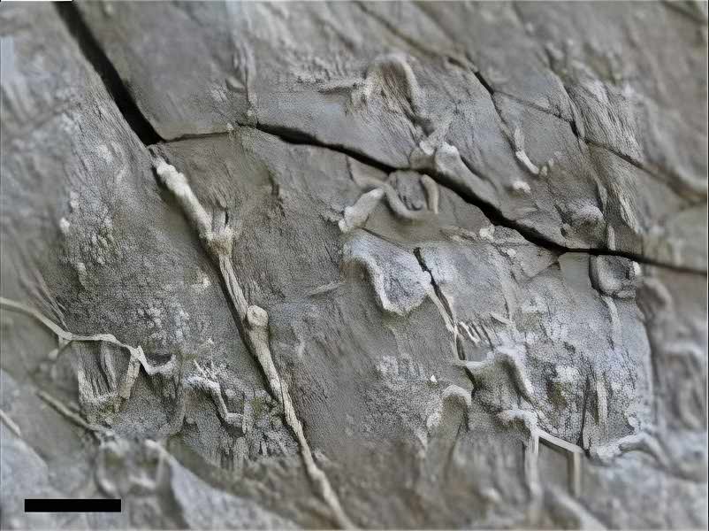 Protopaleodictyon incompositum