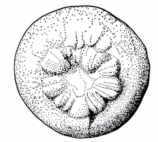Bergaueria 