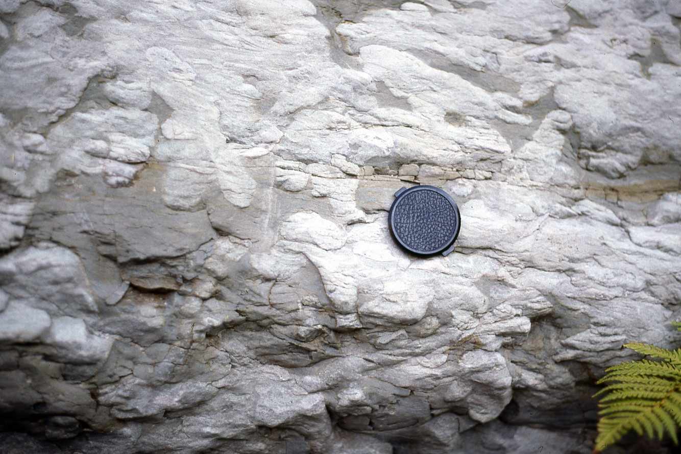 Exichnia 