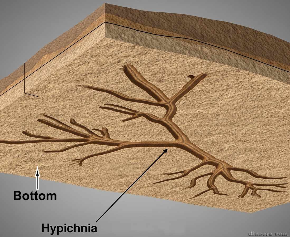 Classification of Trace Fossils: Hypichnia
