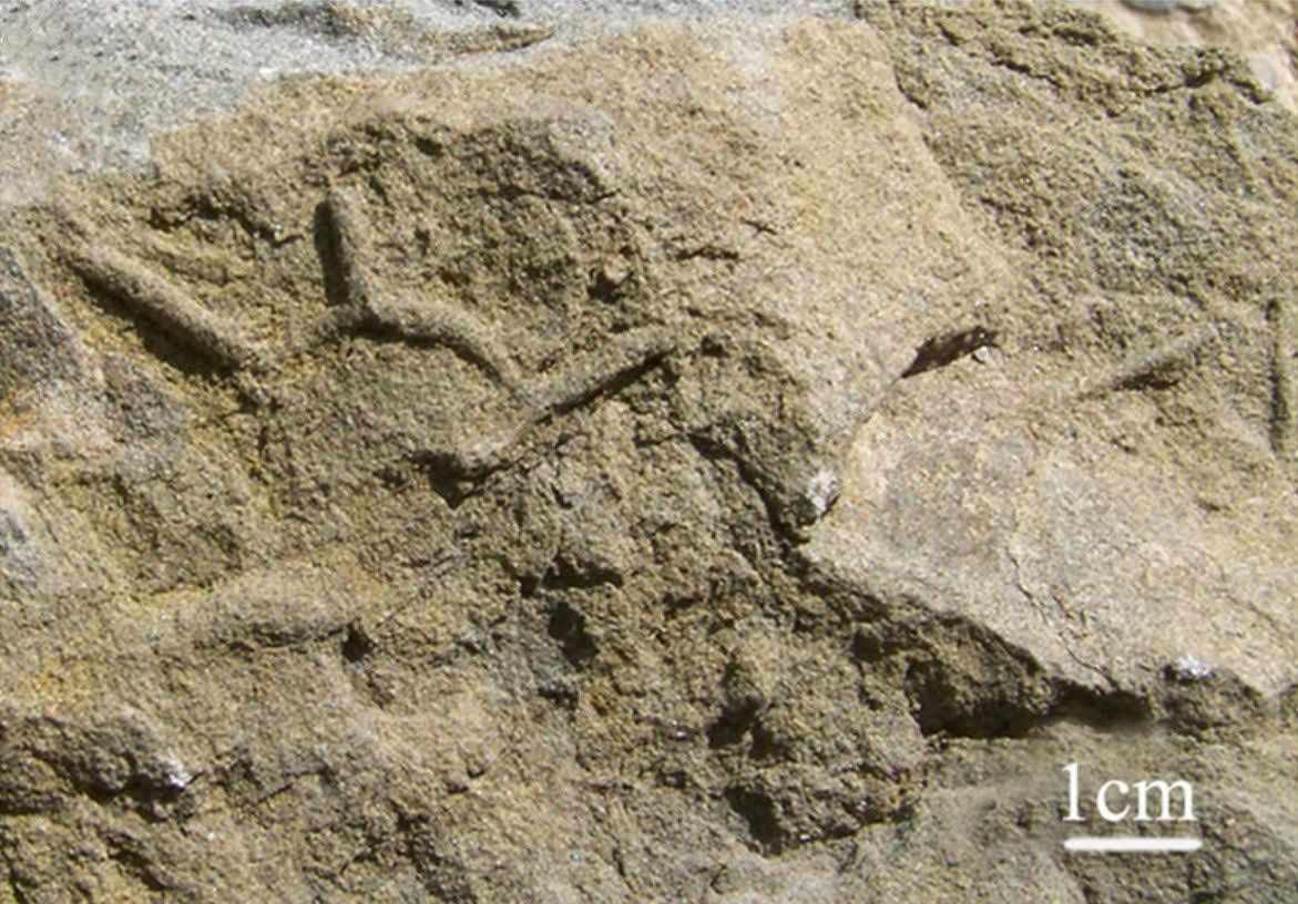 Acanthorhaphe 