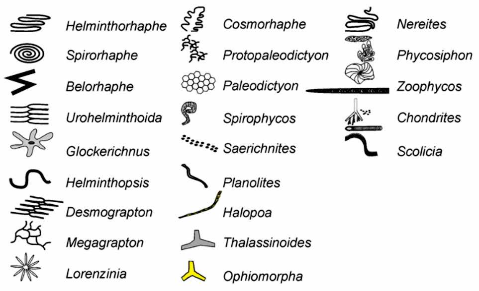 Morphological Classification of trace fossils