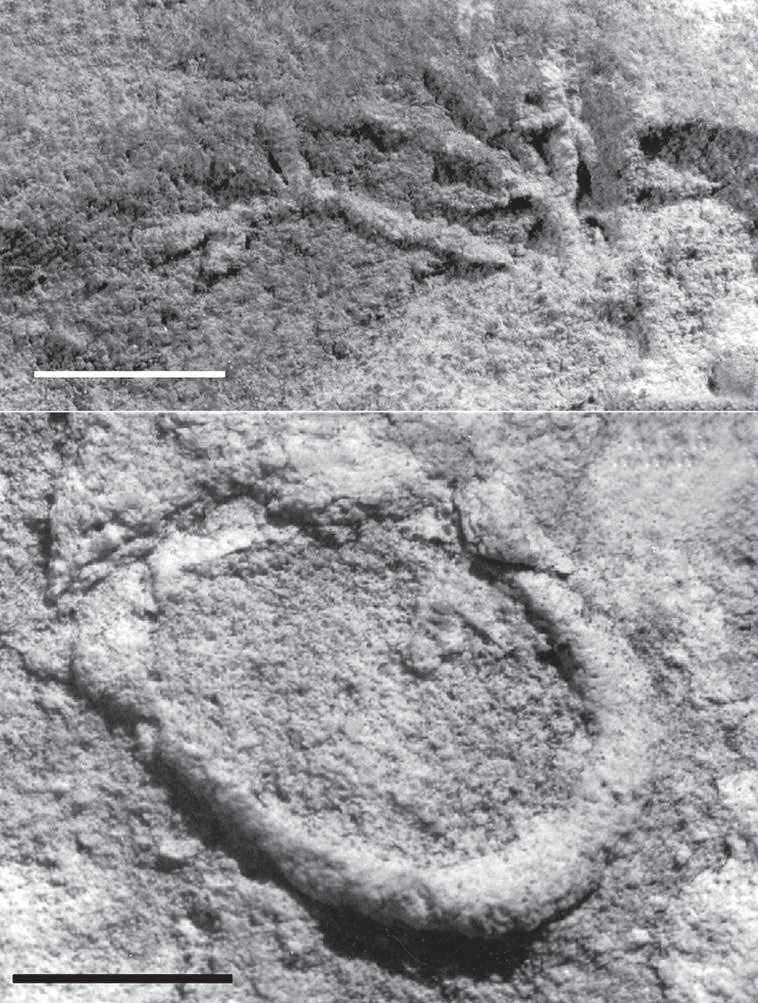 Semirelief: Chondrites