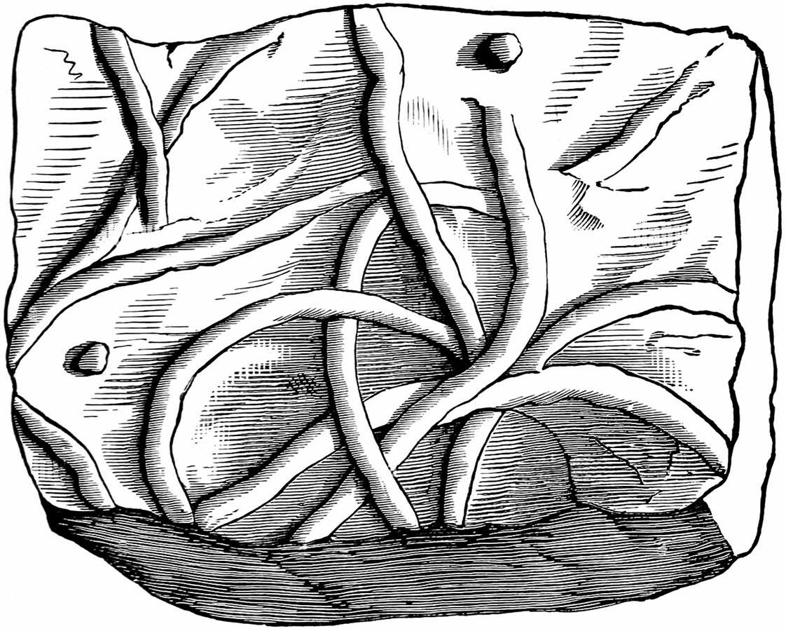 Planolites 