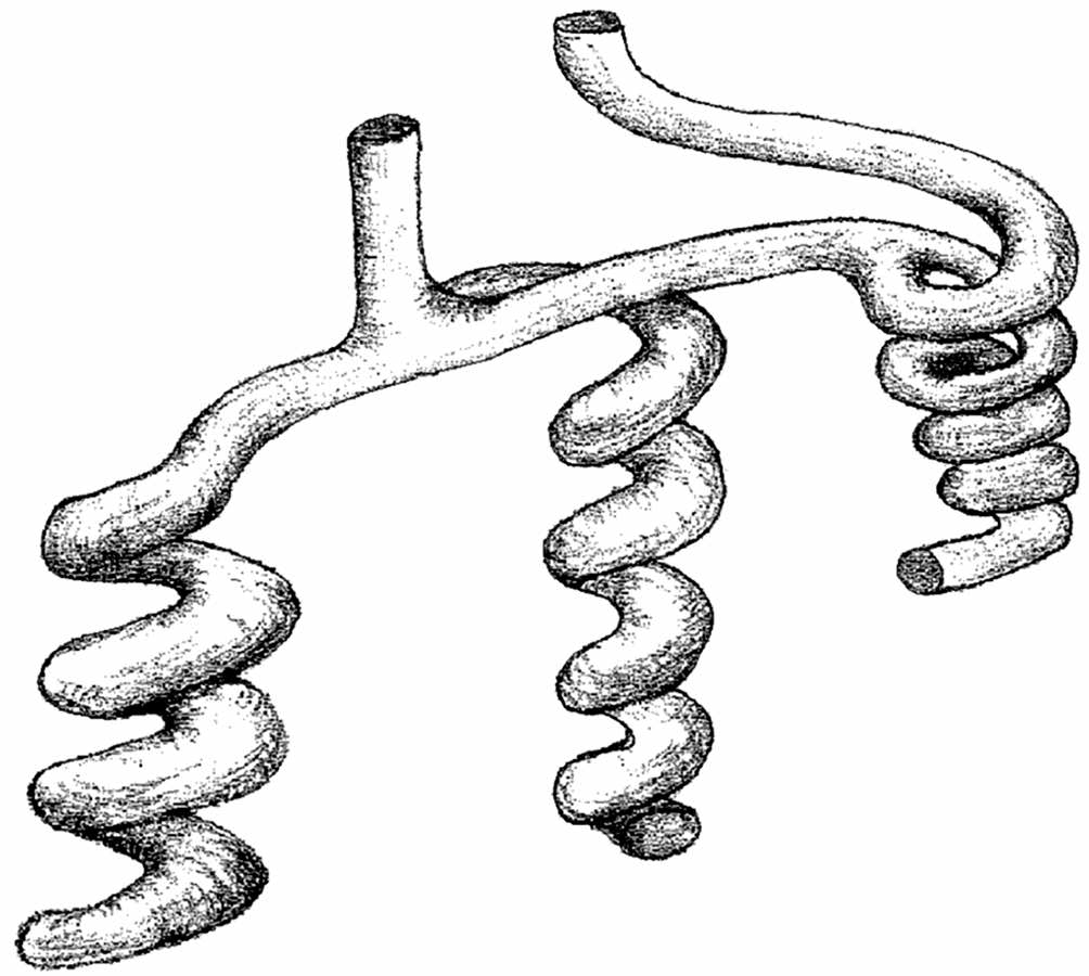 Gyrolithes