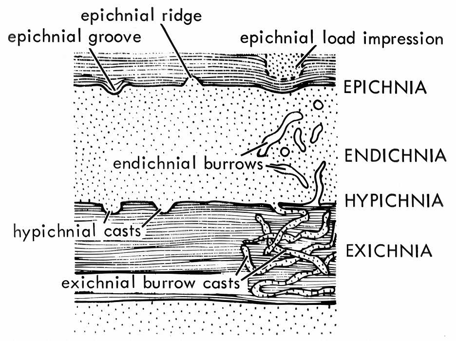Toponomic classification of trace fossils