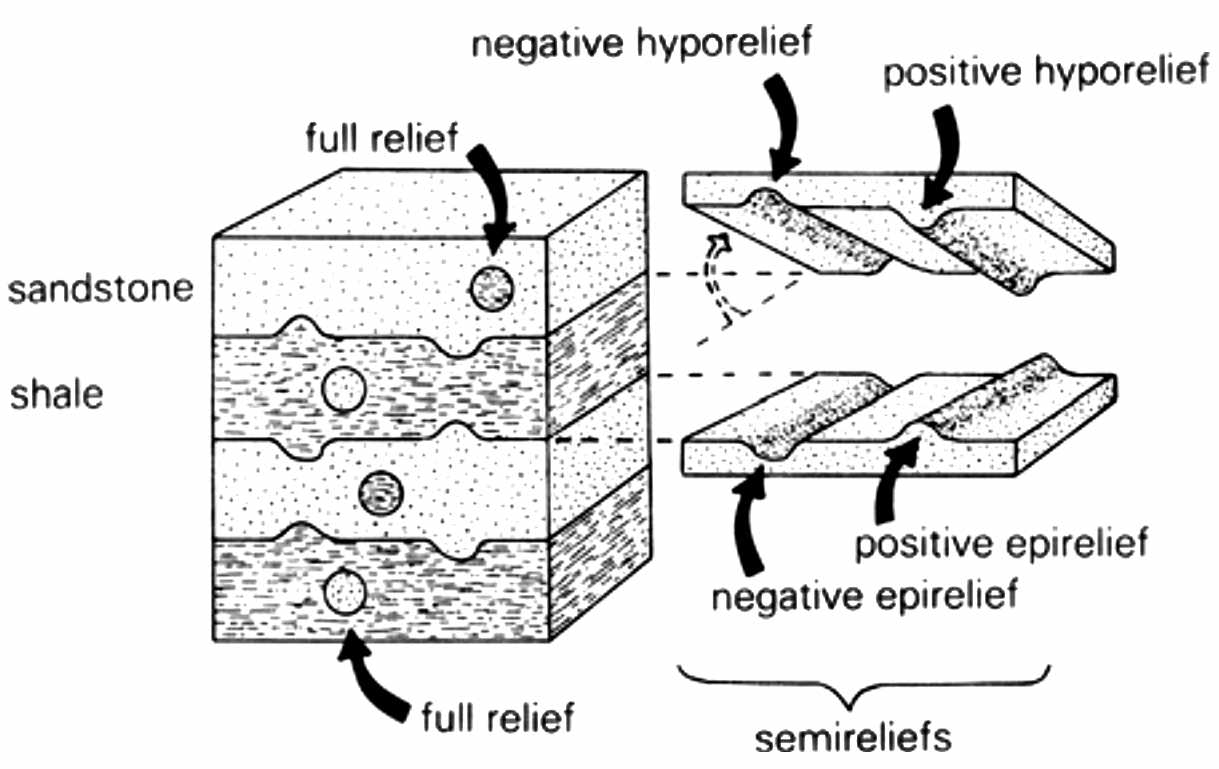 Seilacher's Toponomic Classification of Trace Fossils