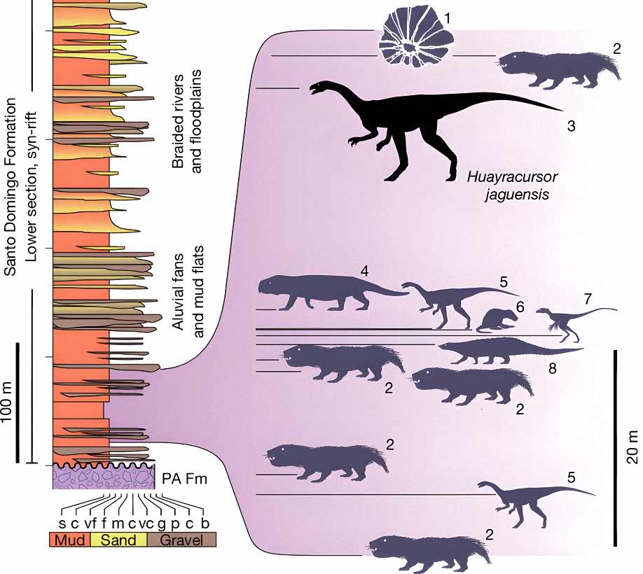 Faunal assemblage of the Santo Domingo Formation