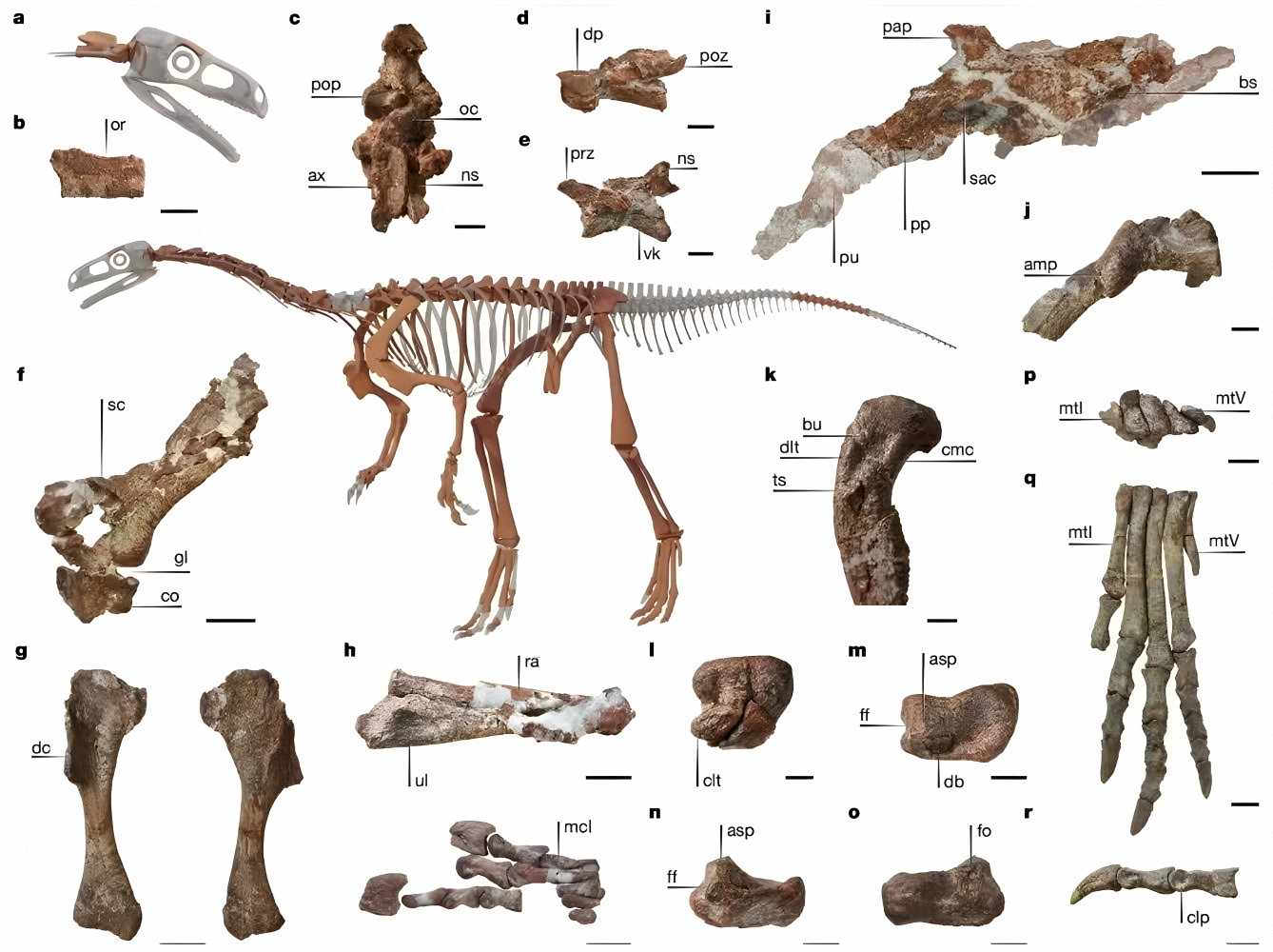 Early Evolution of Sauropodomorphs: bones of Huayracursor jaguensis