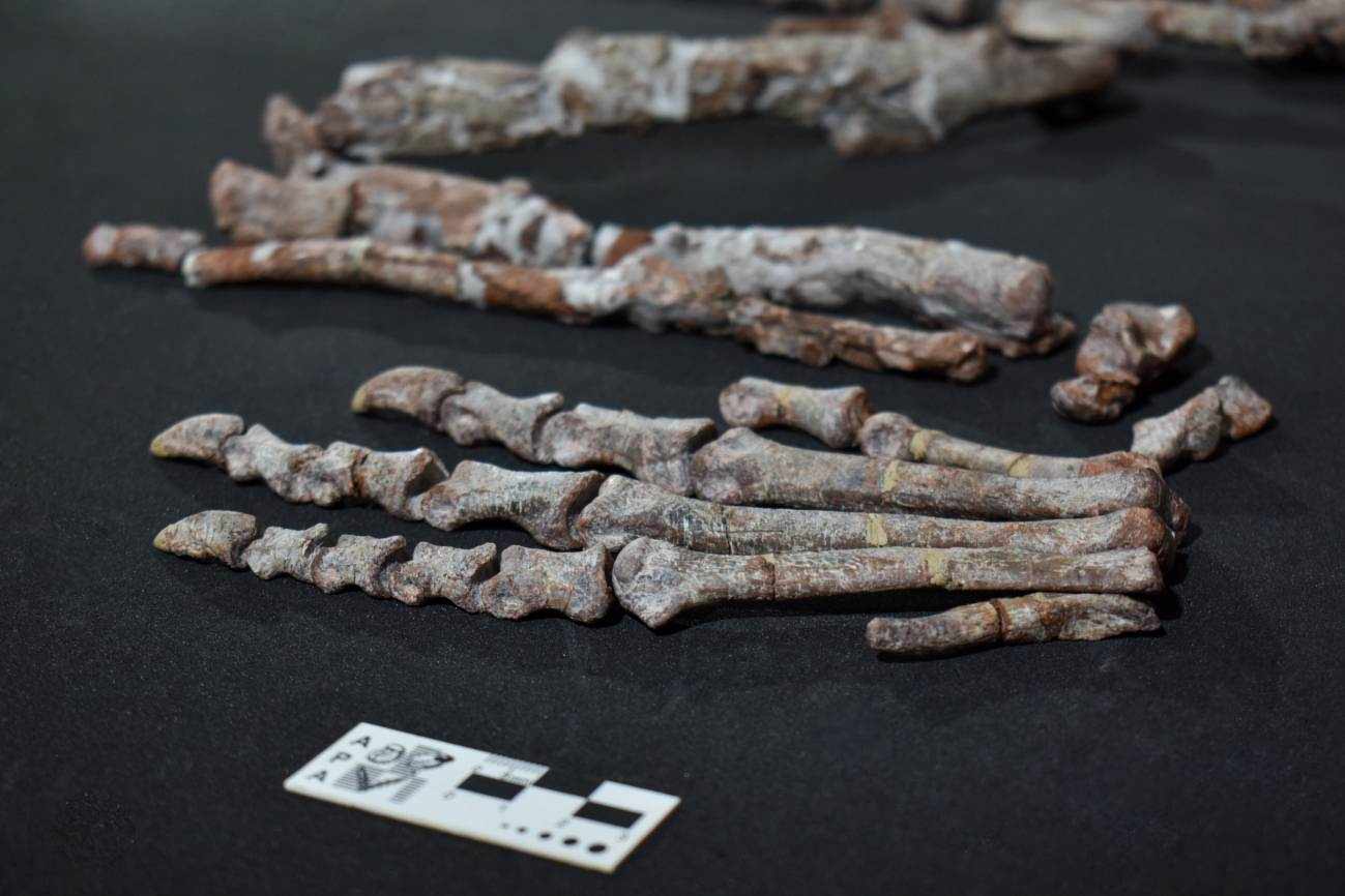 Left foot of Huayracursor