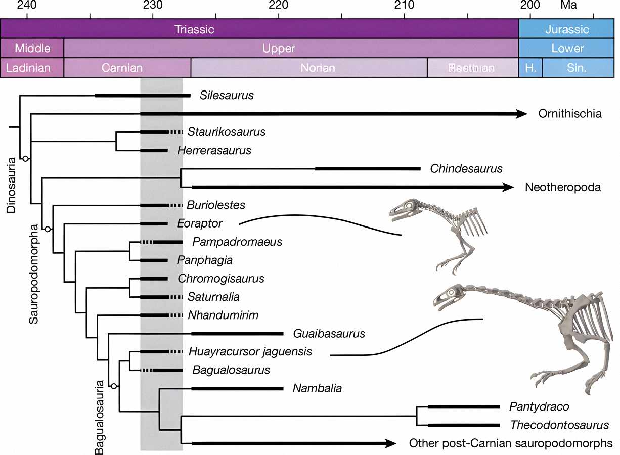 Early sauropodomorph cladogram