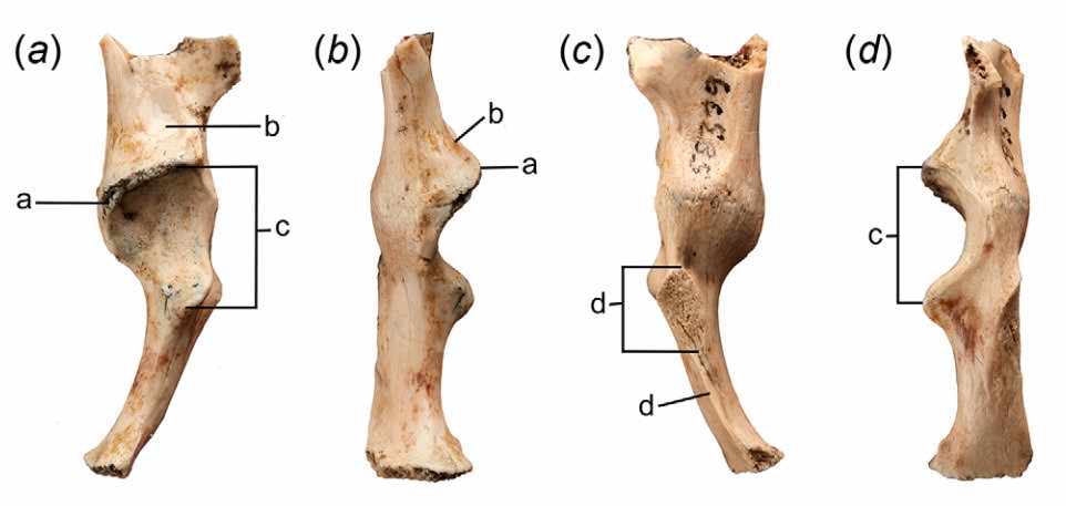 Right scapulocoracoid 