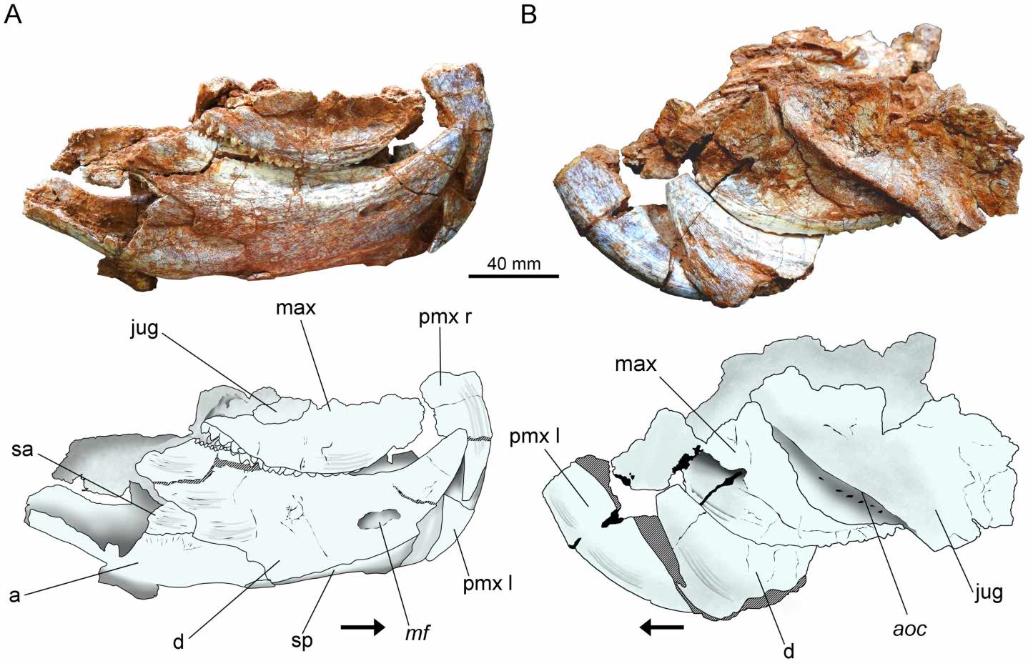 Skull and lower jaws of Isodapedon varzealis